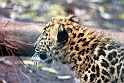 Amurleopard unge